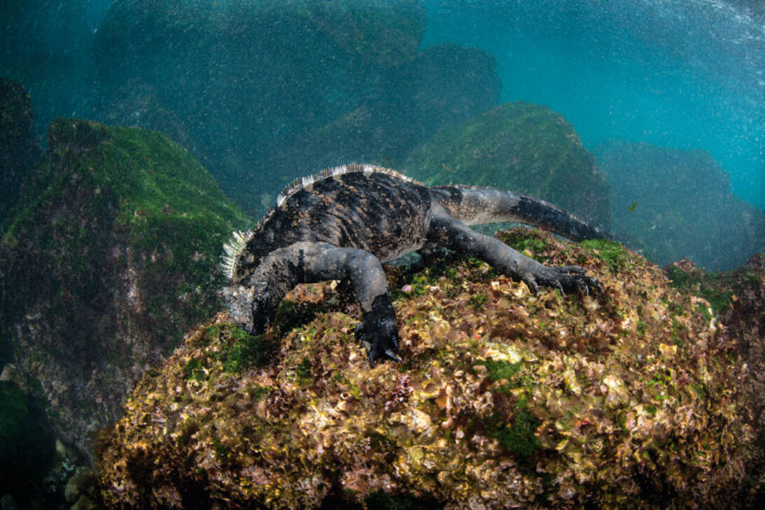 Galapagos – et levende hav