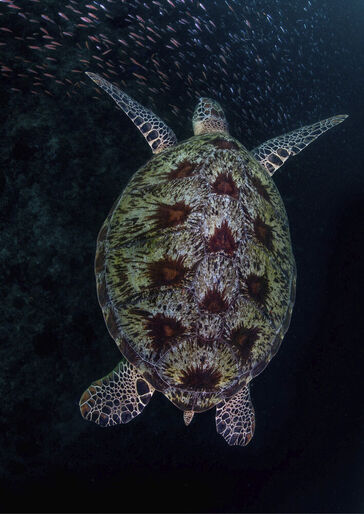 Chelonia mydas