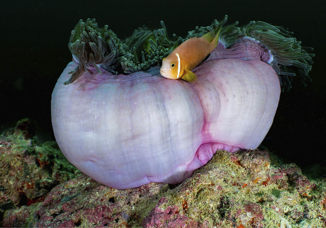 Anemon med clownfisk