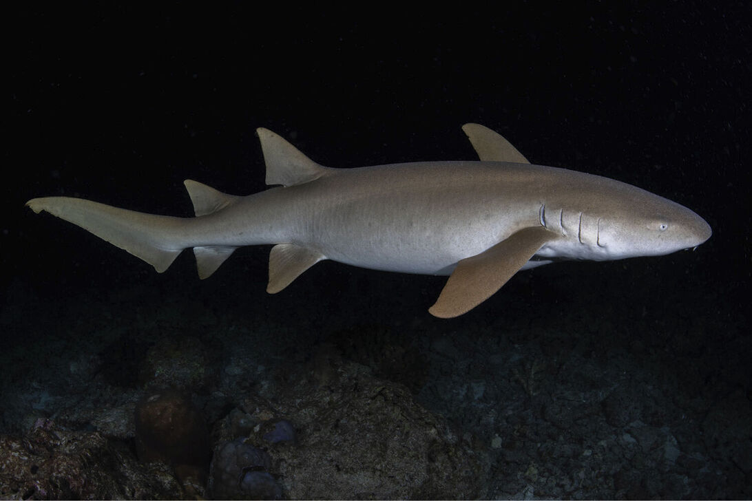 Ginglymostoma cirratum