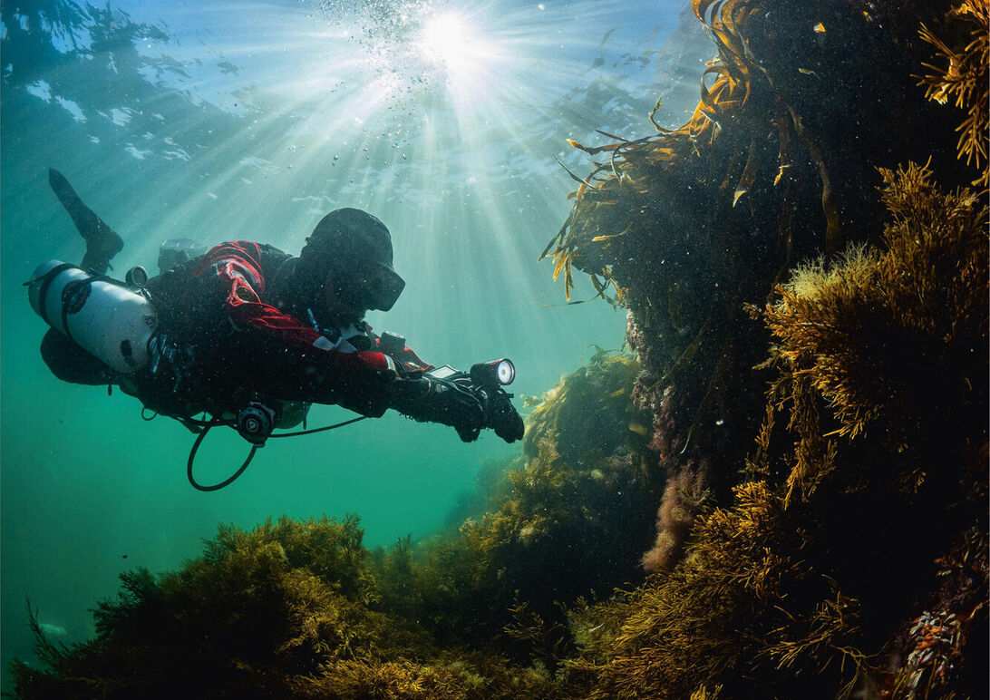 Bild med dykare Guld