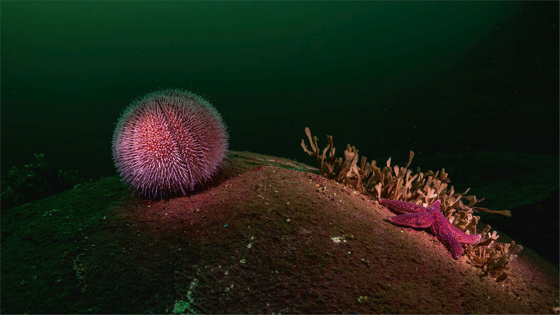 Normal / Vidvinkel Silver