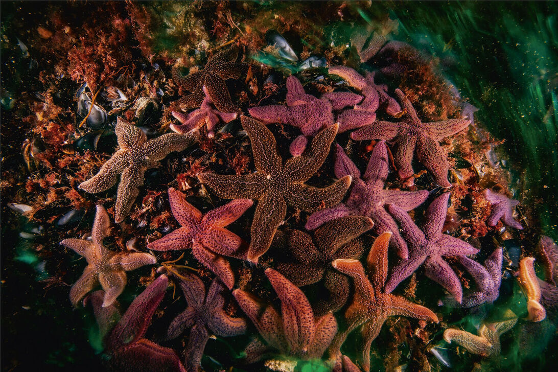 Normal / Vidvinkel Brons