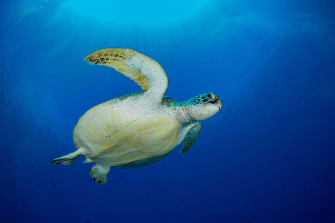 havskildpadder