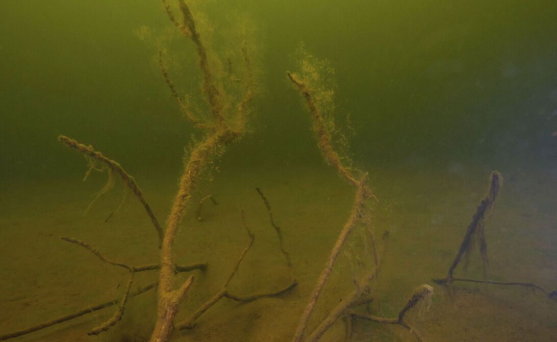 Skygga öringar Skygga öringar