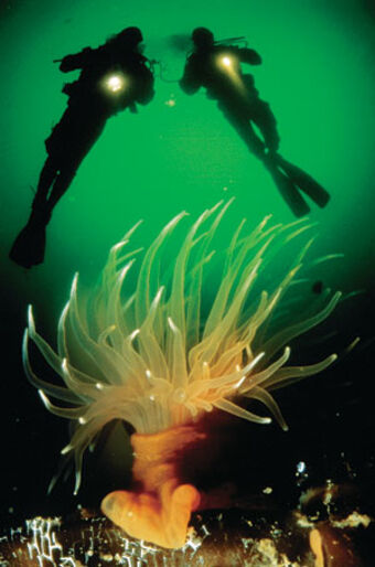 SM i undervattensfoto 2004