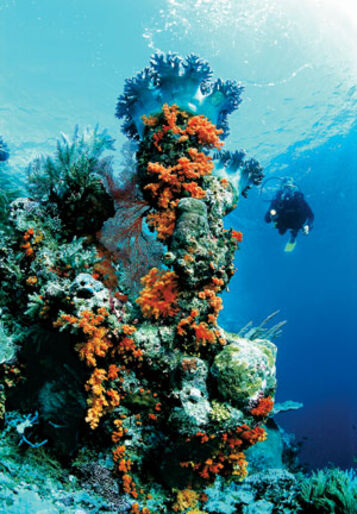 Korallkalas – Wakatobi visar vägen