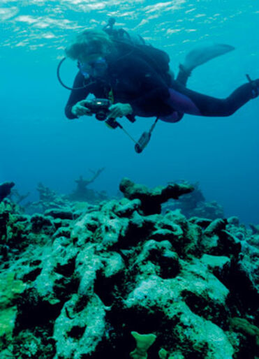 Karibiska vrak – med norska anor Karibiska vrak – med norska anor