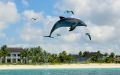 Delfiner, hajar och blå hål – storstilat på Bahamas