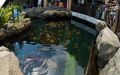 Havssköldpaddor i en guldfiskdamm