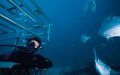 Det speciella med Rodney Fox Shark Expeditions är att hajburen inte bara hänger 