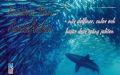 Sardine Run i Sydafrika – när delfiner, sulor och hajar drar igång jakten