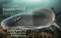 The SharkWise Project – Jag har sett en haj i ögonen och blev förälskad direkt