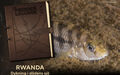  Ur Frodes Loggbok – Rwanda