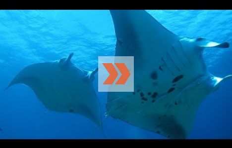 Scuba Diving – Ishigaki Island