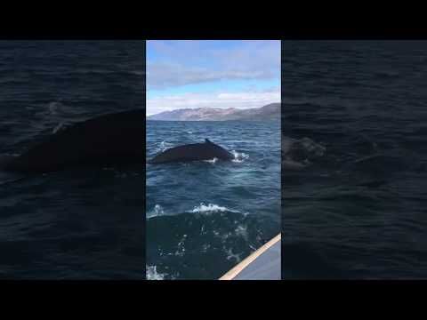 Knölvalar, Island