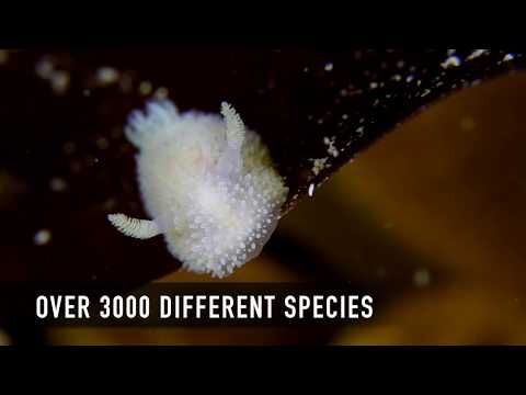 Nøgensnegle, Nakensnäckor, Nudibranches More than 3000 species. Video: Søren Petersen