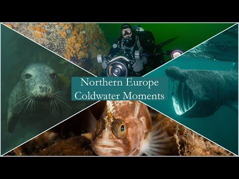 Northern Europe – Coldwater moments. Video: Ocean Exposure