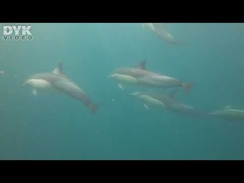 Sardine Run in South Africa – dolphins and humpback whales over and underwater water.  Video: Helene-Julie Zofia Paamand