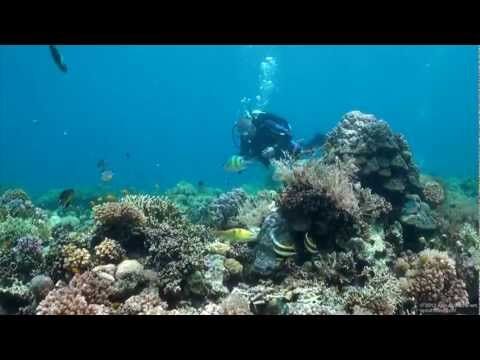 SCUBA Diving Malapascua, Mactan