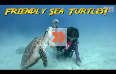 Vänliga, betande soppsköldpaddor. Video: Jonathan Bird’s Blue World TV