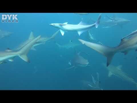 Sharks in Aliwal Shoal, South Africa.  Video: Helene-Julie Zofia Paamand Music: Dave Depper - Chase 2
