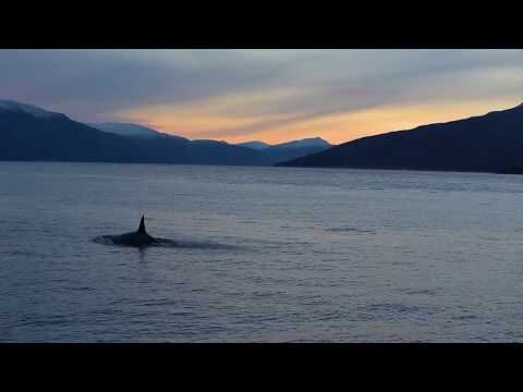 Orca video, Tromsø 2016 av Jonas Beyer