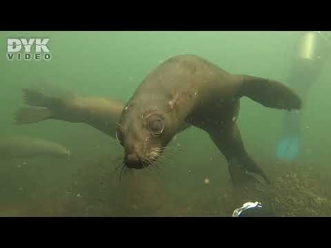 Det är sjölejongaranti när man dyker ned bland sjölejonen vid världens näst största koloni. Video: Helene-Julie Zofia Paamand 