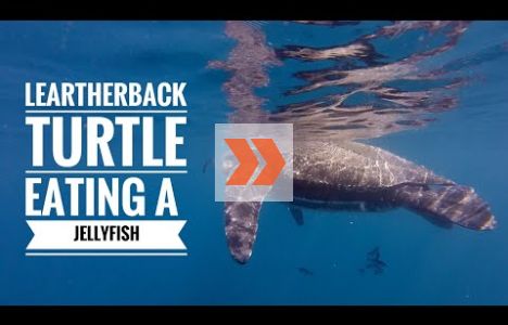 Havslädersköldpaddan äter en manet. Video: Mike Papish, Underwater Exploring