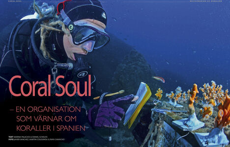 Coral Soul – en organisation som värnar om koraller i Spanien