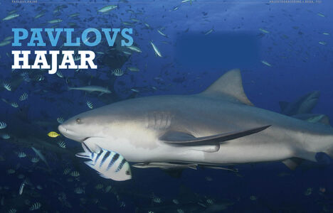 Pavlovs hajar – Tjurarna från Beqa, Fiji 