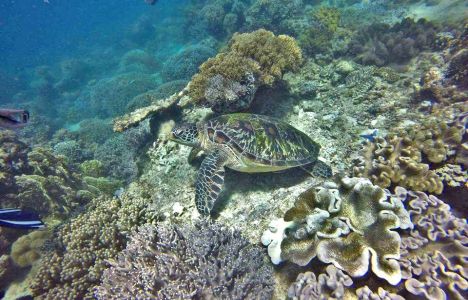Steffan Holzmann - Sköldpadda vid Apo reef i Filippinerna