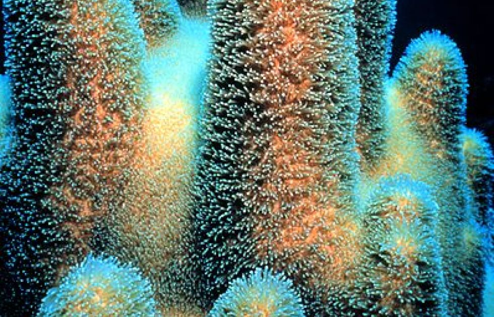Pillar coral Foto:NOAA