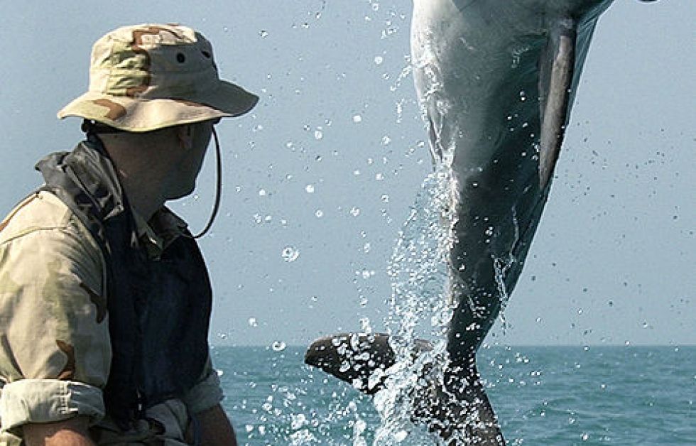 Delfiner användes vid Gulfkriget Foto: US Navy
