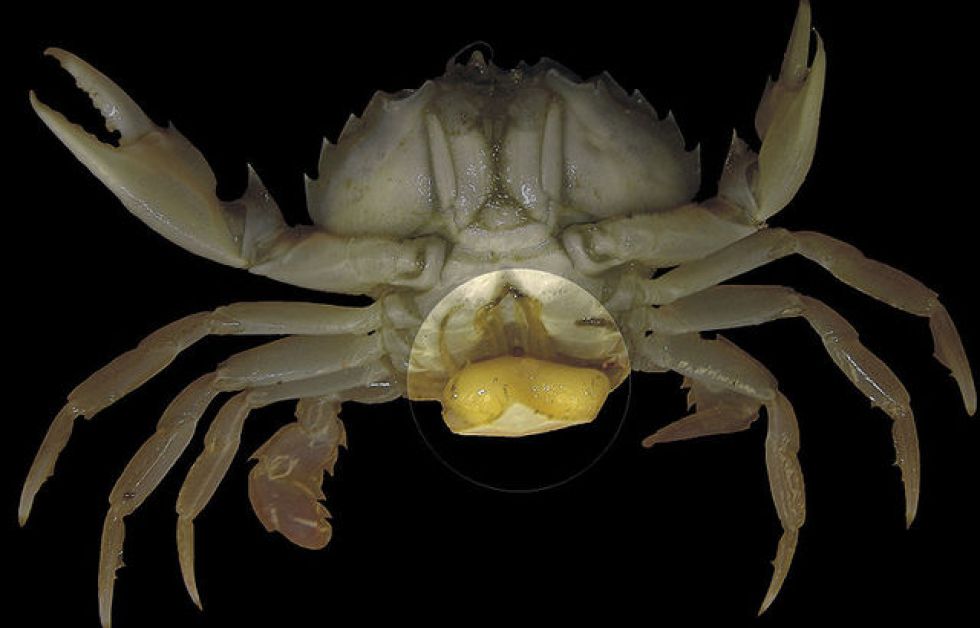 Sacculina carcini fäst vid krabba Foto: Wikipedia