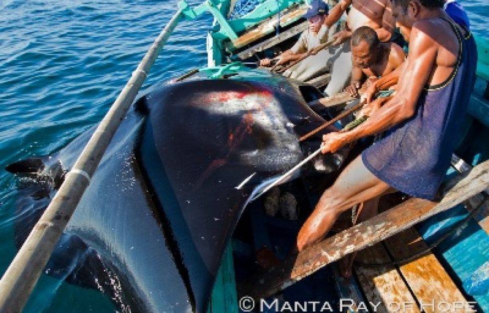 Foto: Manta Ray of Hope / Shark Savers / WildAid