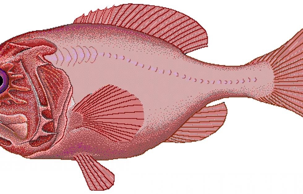 Lyktfisk Bild: Wikipedia