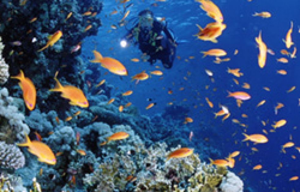 Hopp och oro för jordens korallrev
