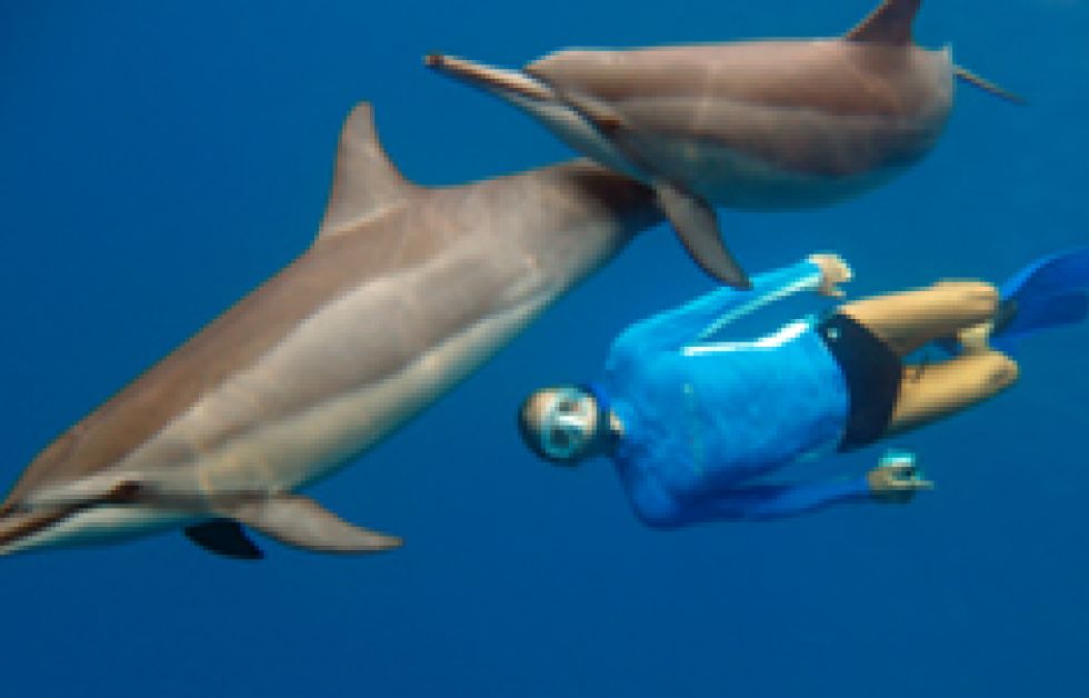 Delfinupplevelser i badhus