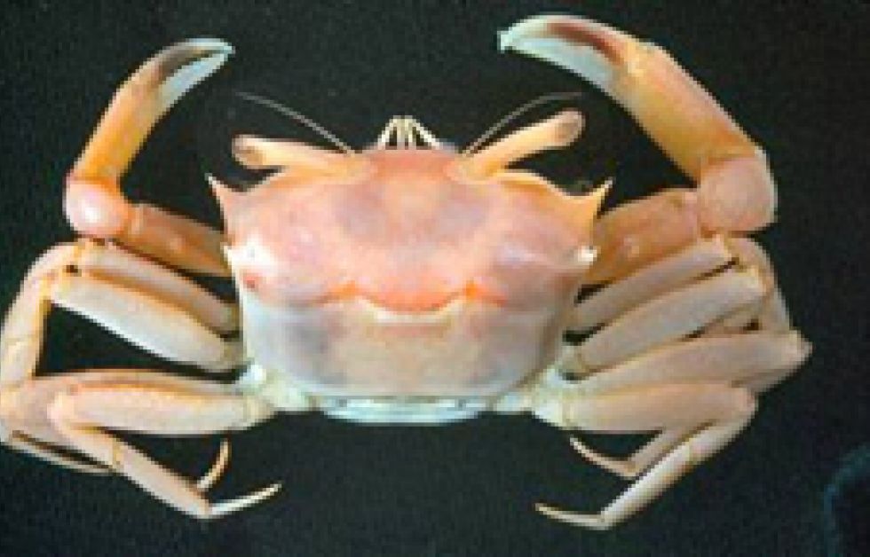 Ny fyrkantig krabba