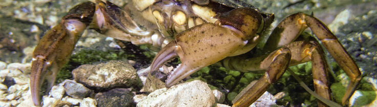 Strandkrabba