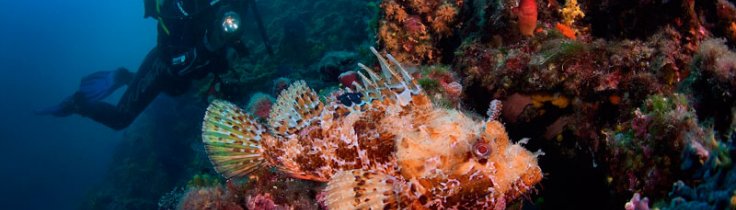 Rab & Krk – dykning i Kroatien