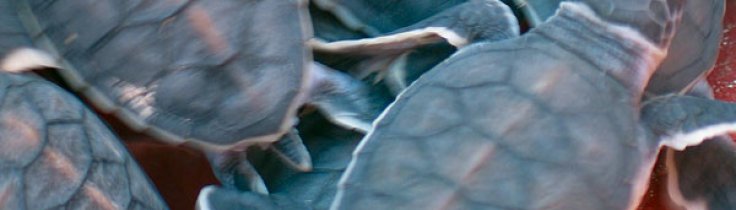 Naturkrönikan – Kalla hannar och varma honor