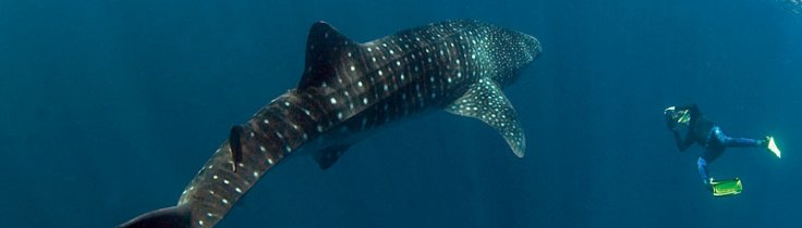 Valhajarna i Djibouti  – närkontakt med havets största fisk
