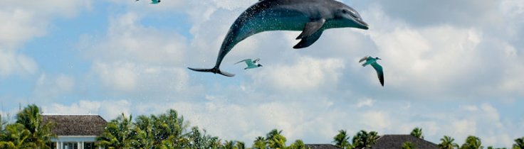 Delfiner, hajar och blå hål – storstilat på Bahamas