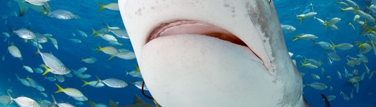 Sharkoholics – bland hajmissbrukare på Bahamas