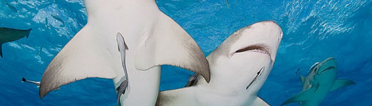 6 heta vattenhål – för ”sharkoholics”