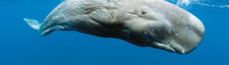Big is Beautiful