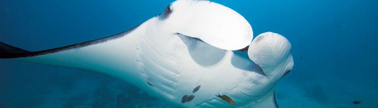 Vi siktar söder ut – dyksafari i Maldiverna
