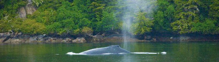 God's pocket – Kanadensiska steroider